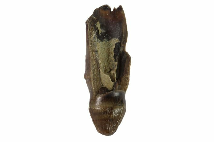 Rooted Alligatoroid (Brachychampsa) Tooth - Montana #97596